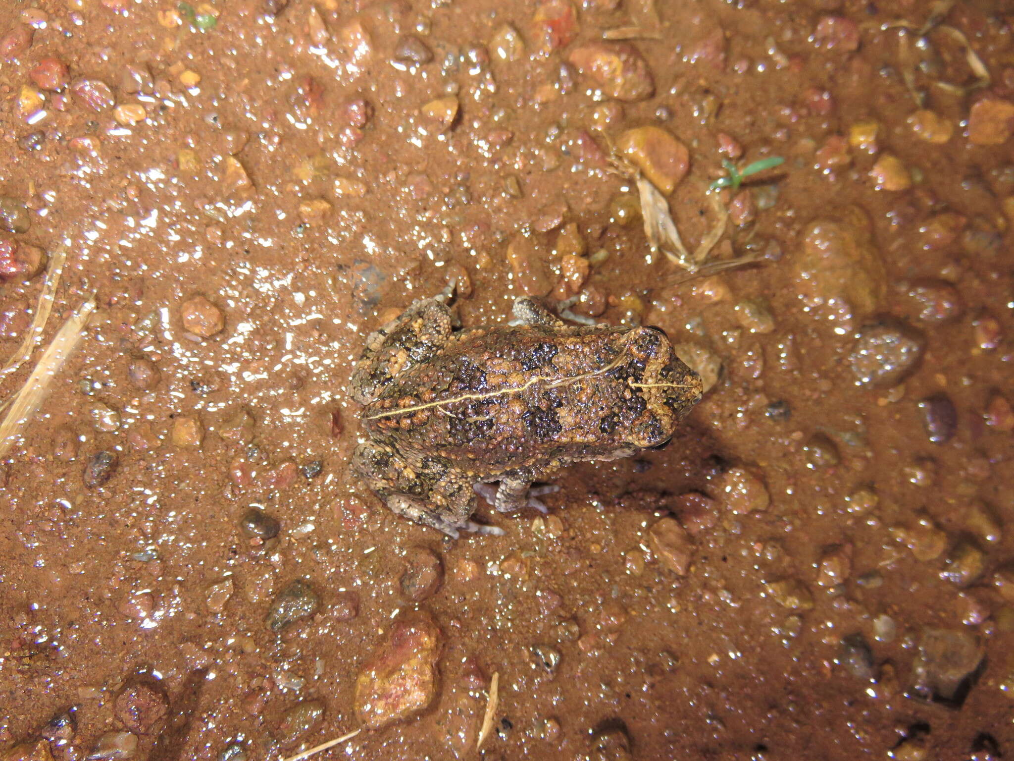 Image of Sclerophrys latifrons (Boulenger 1900)