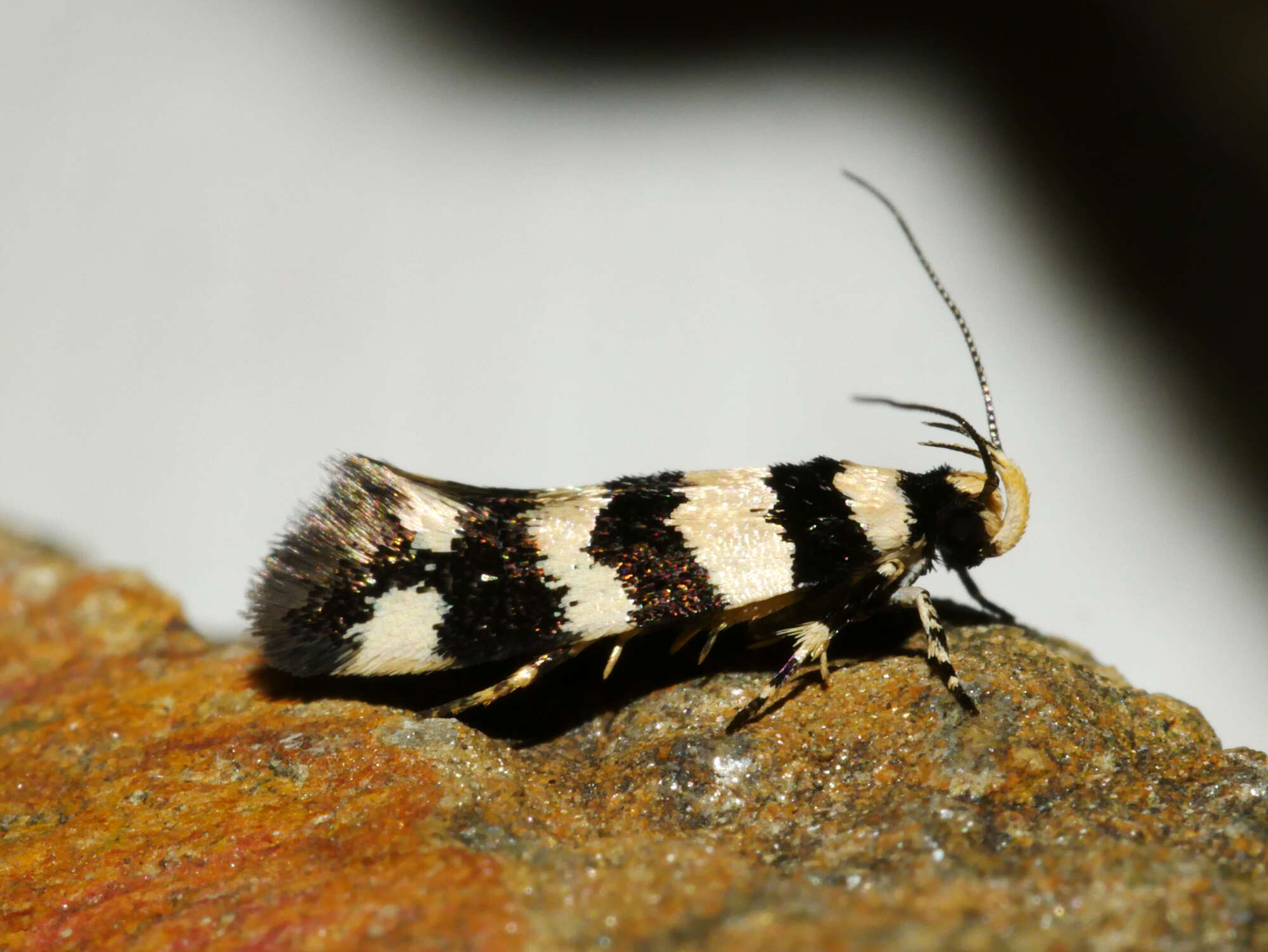 Image of Macrobathra platychroa Lower 1897