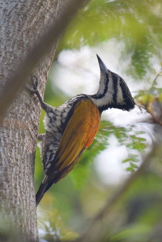 Image of Common Flameback