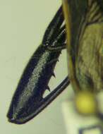 Imagem de Camptopus tragacanthae (Kolenati 1845)