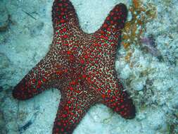 Image of Blunt Arm Sea Star