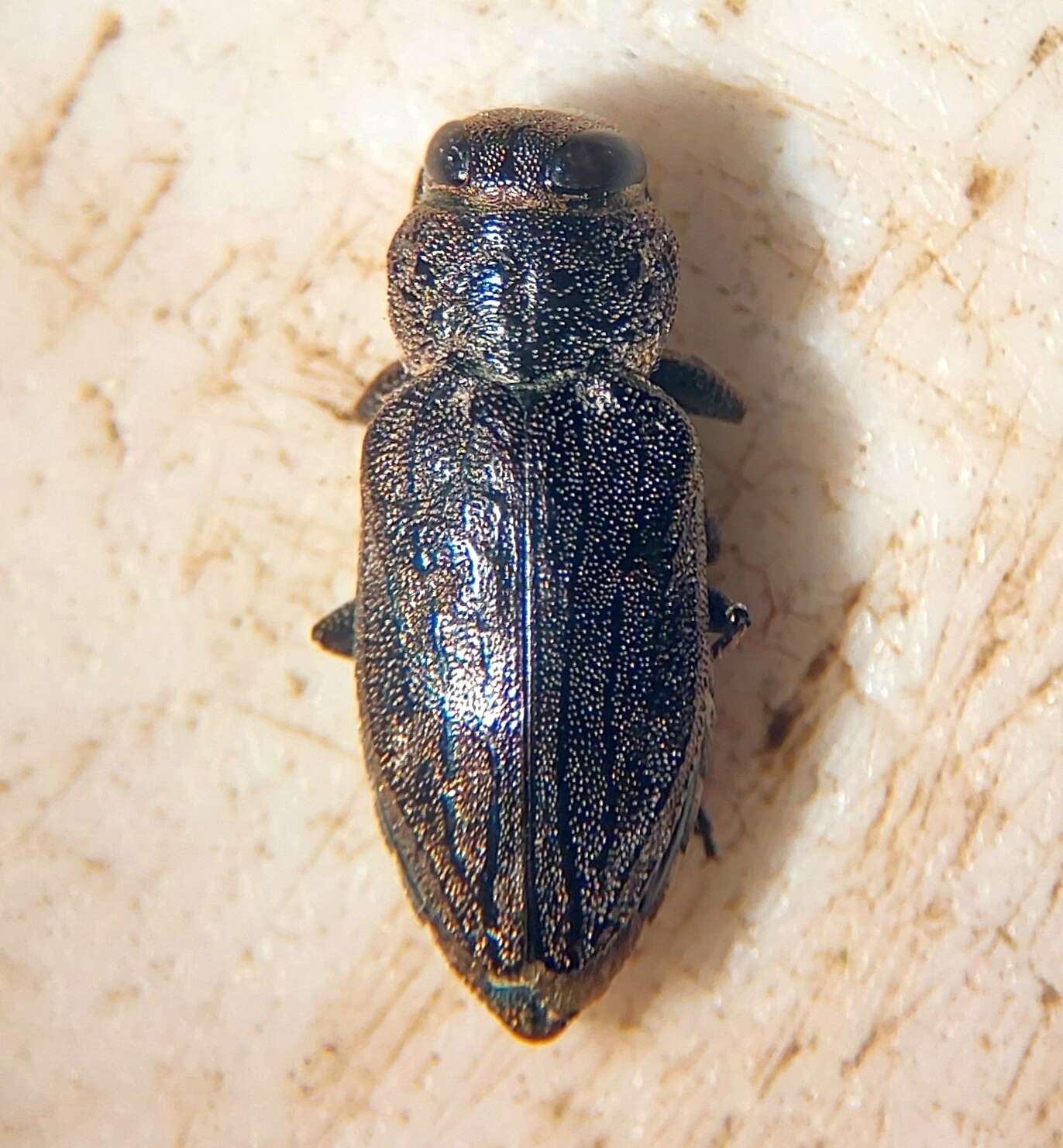 Image of Chrysobothris mescalero Wellso & Manley 2007