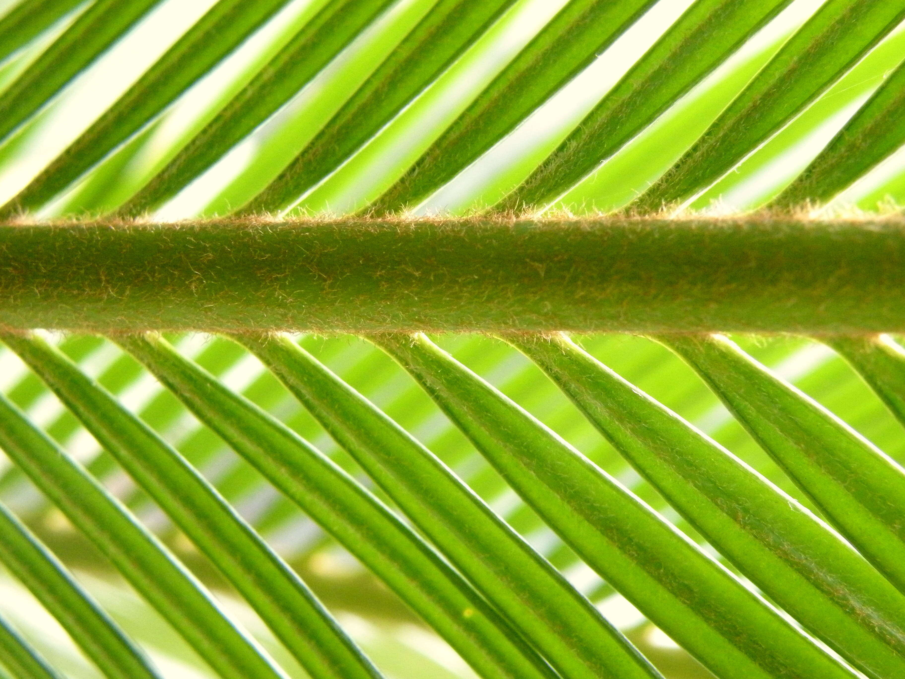 Image of Fern Palm