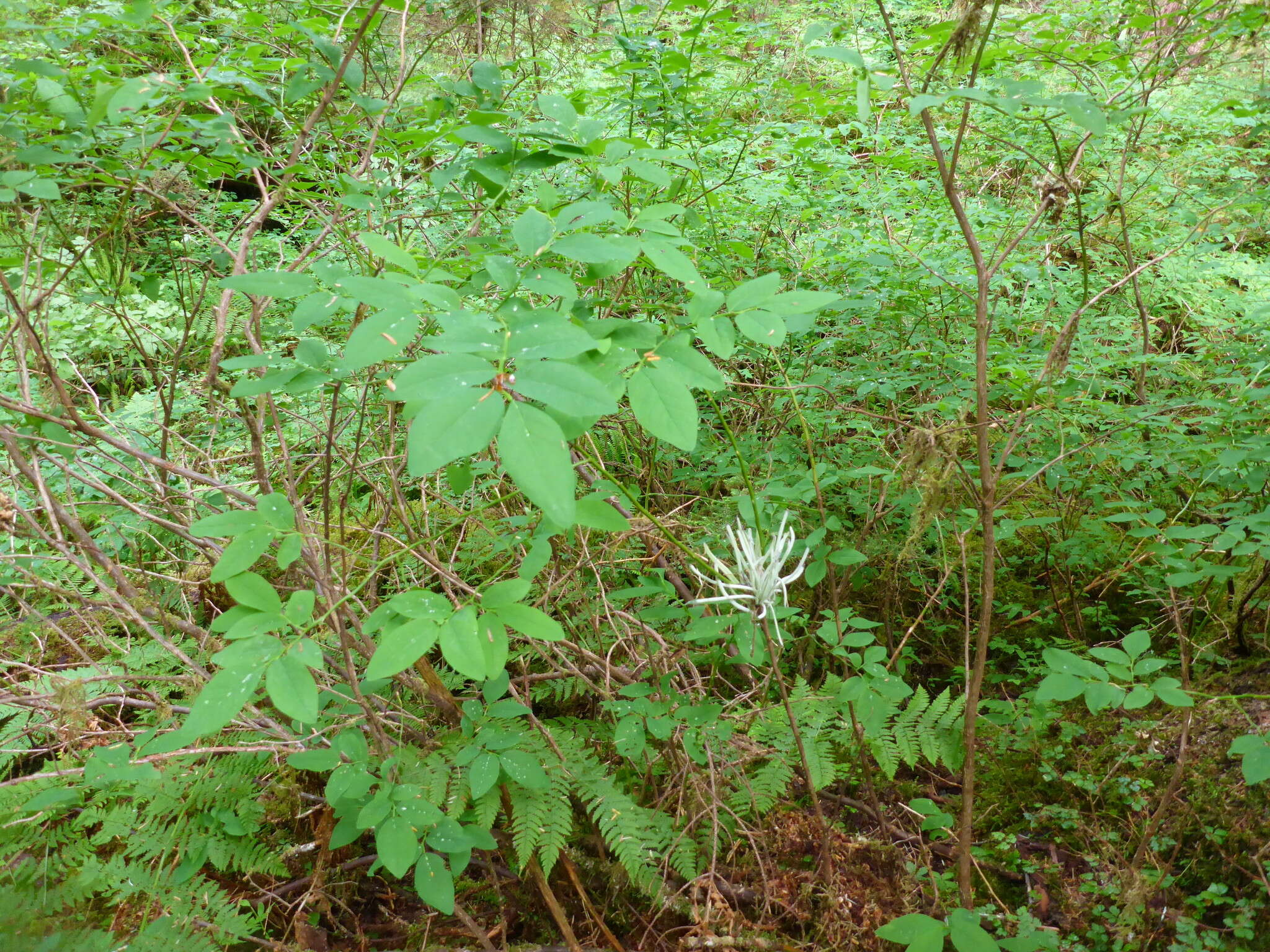 صورة Exobasidium parvifolii Hotson 1927