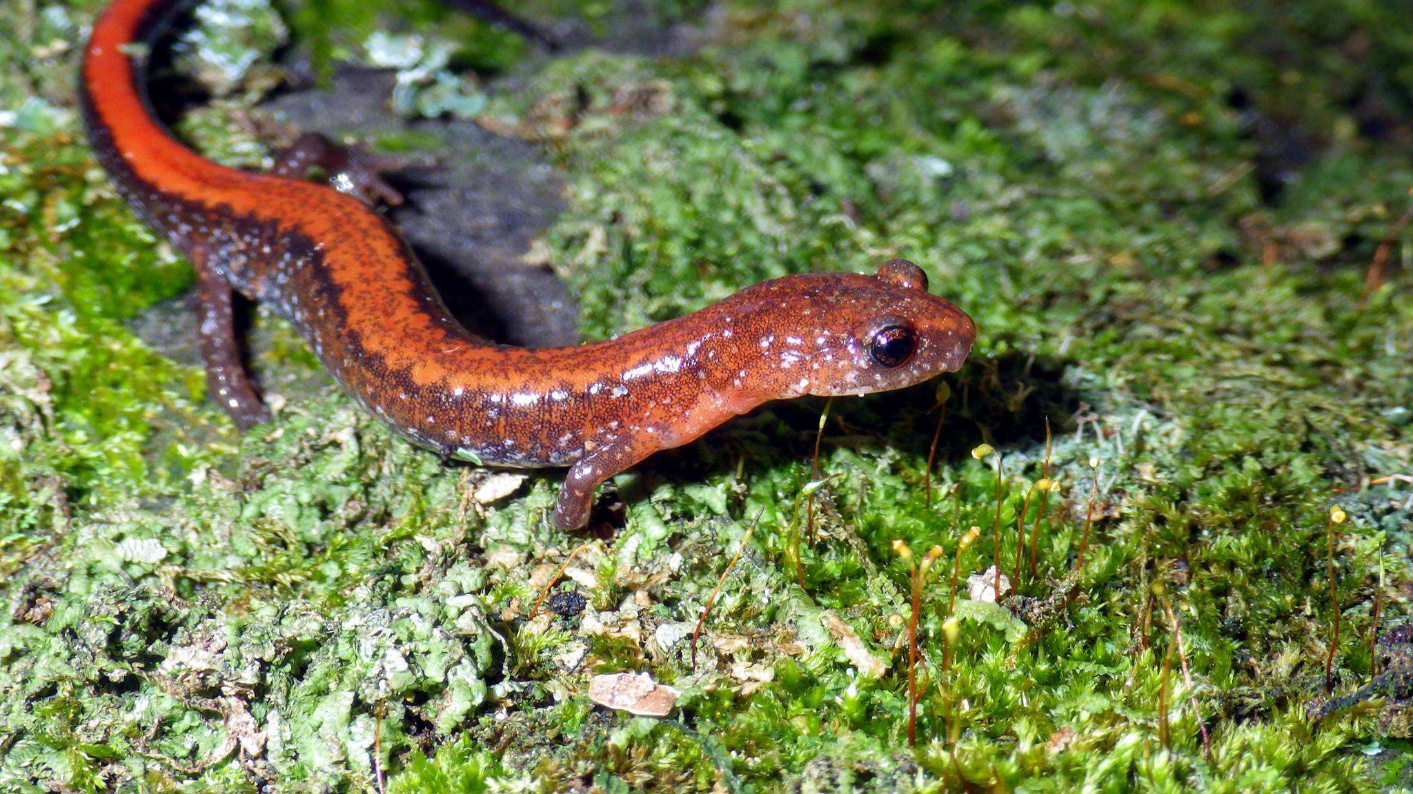 Image of Southern Redback Salamander