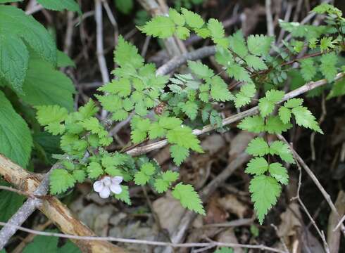 صورة Rubus pungens Cambess. ex Jacq.