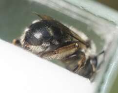 Image of Anthophora aestivalis (Panzer 1801)