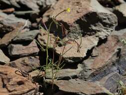 Image of Lewis River suncup