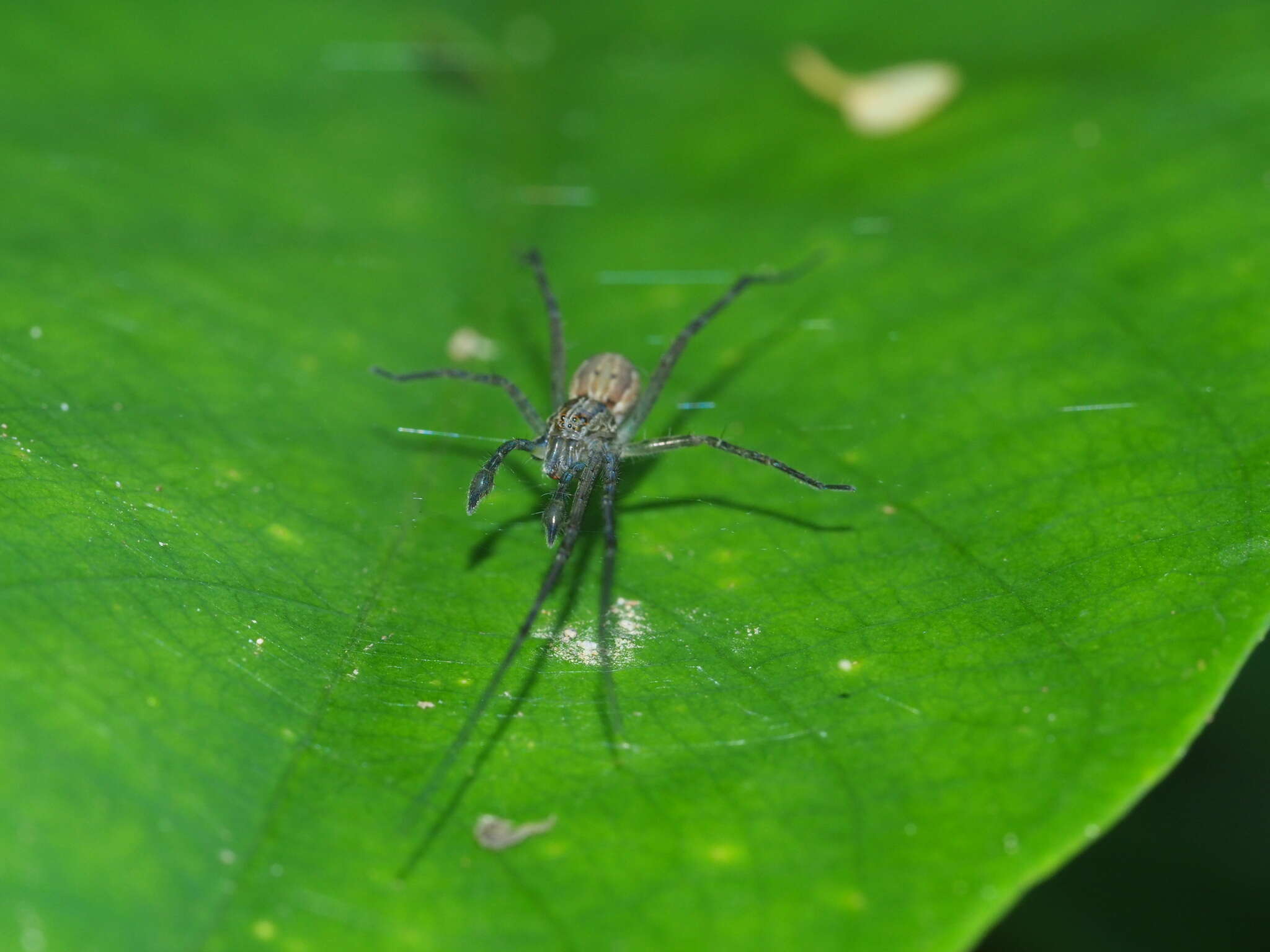 Image of Hygropoda higenaga (Kishida 1936)