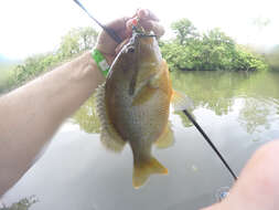 Image of Redbreast Sunfish