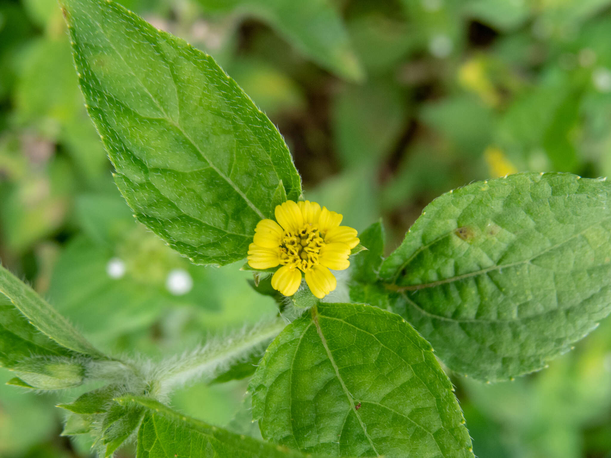 Image of Calyptocarpus brasiliensis (Nees & Mart.) B. L. Turner