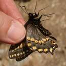 <i>Papilio brevicauda gaspeensis</i>的圖片