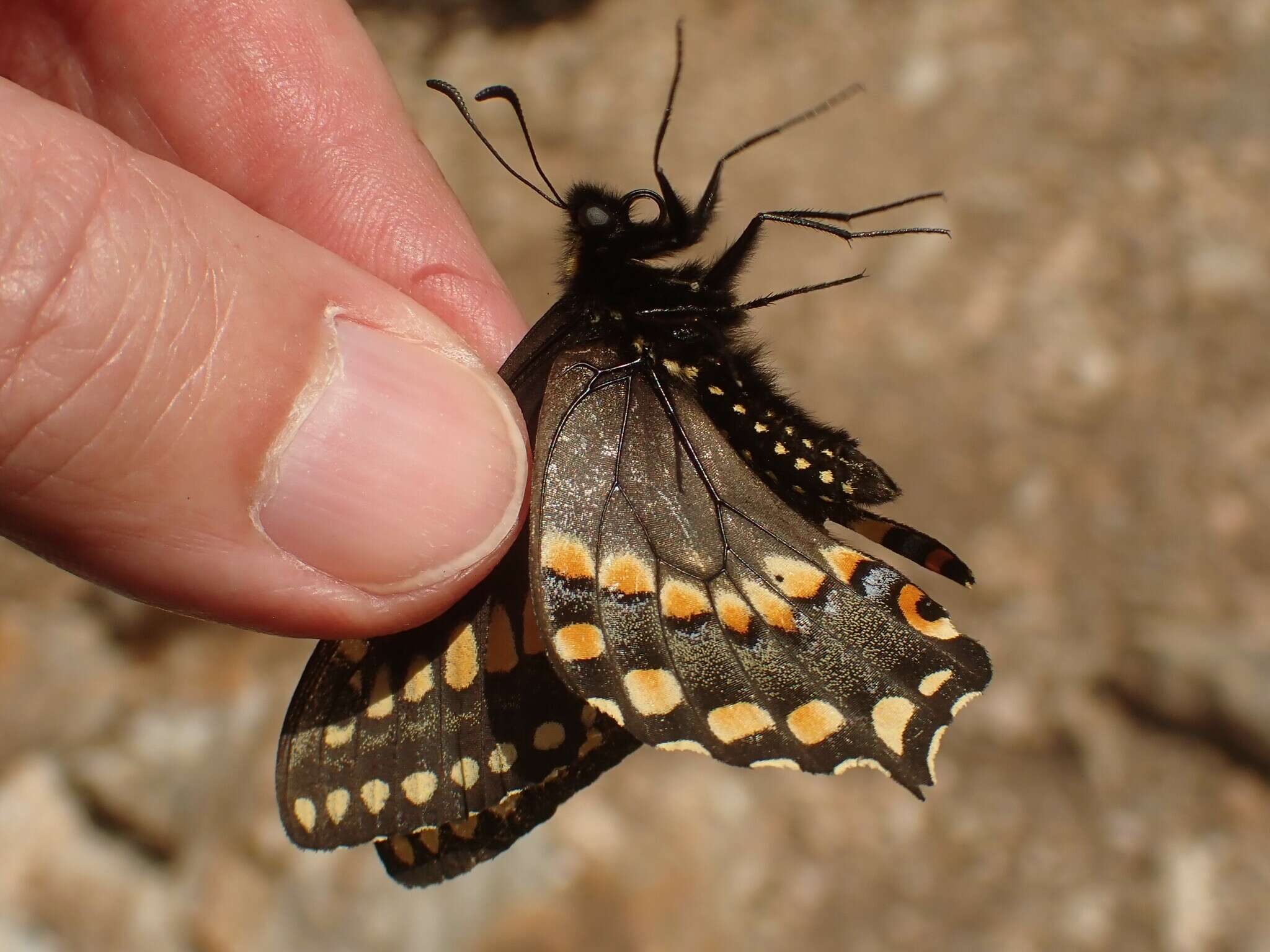 Image of <i>Papilio brevicauda gaspeensis</i>