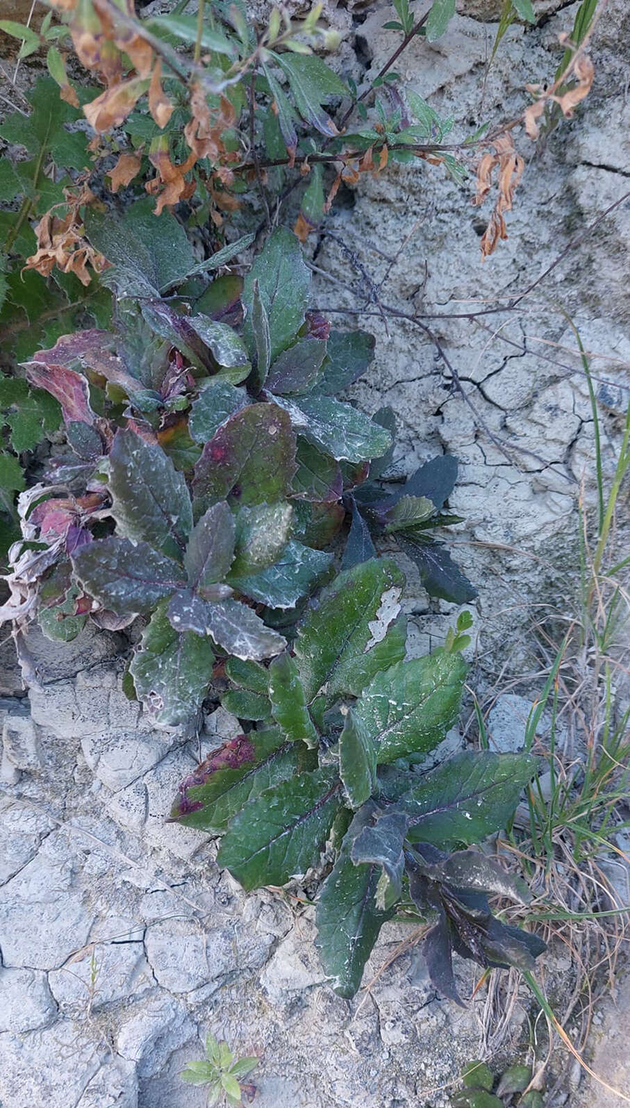 Plancia ëd Senecio banksii Hook. fil.