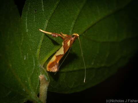 Image of Caloptilia xanthopharella (Meyrick 1880)