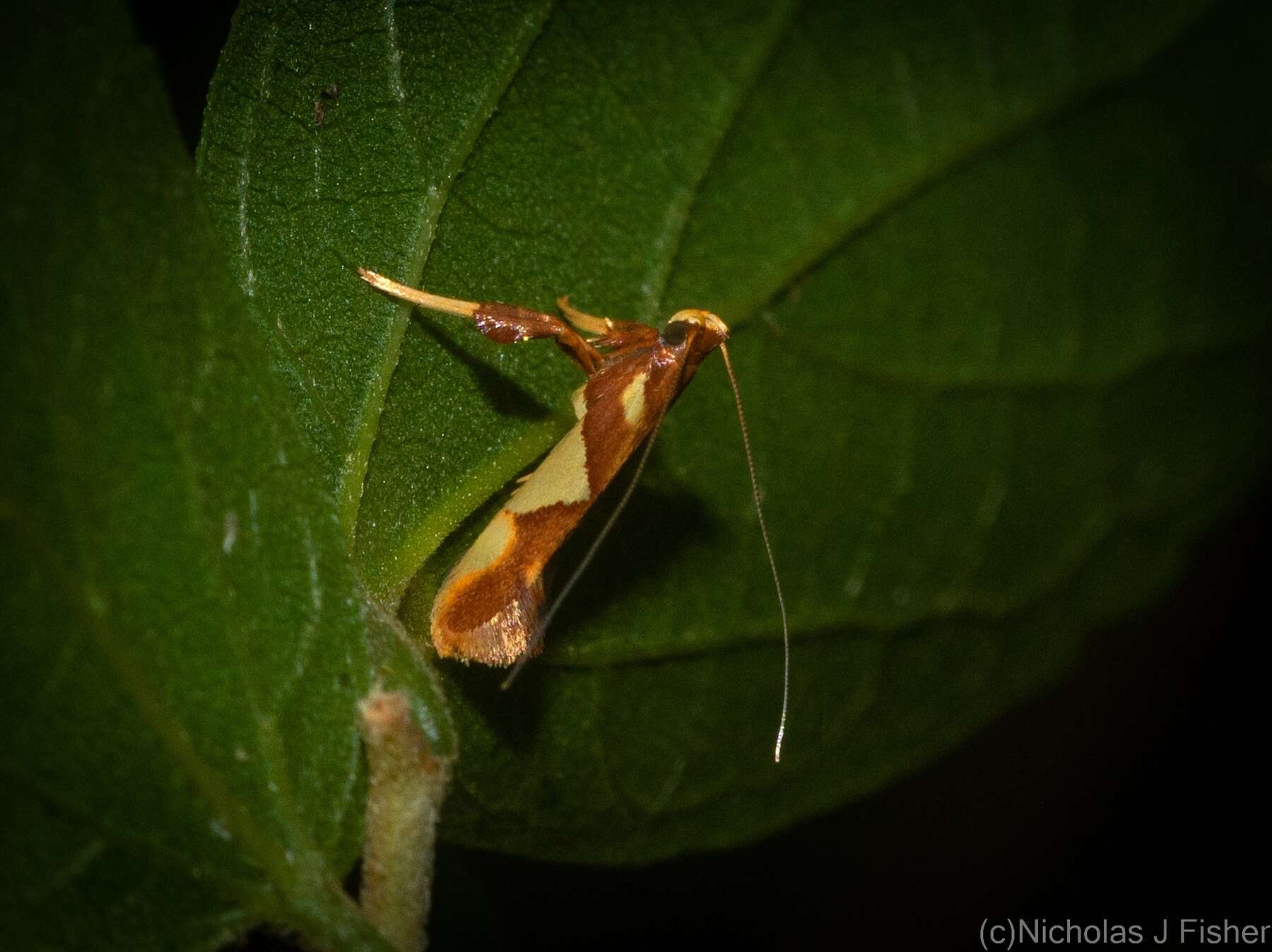 Sivun Caloptilia xanthopharella (Meyrick 1880) kuva