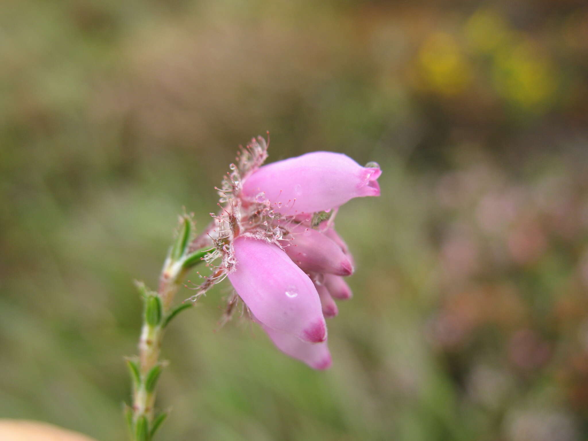 Image of Bog Heather