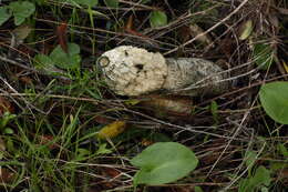 Image of Stinkhorn