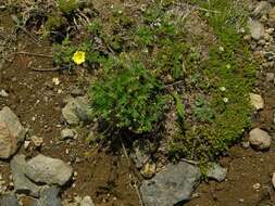 Image de Potentilla vulcanicola Juz.