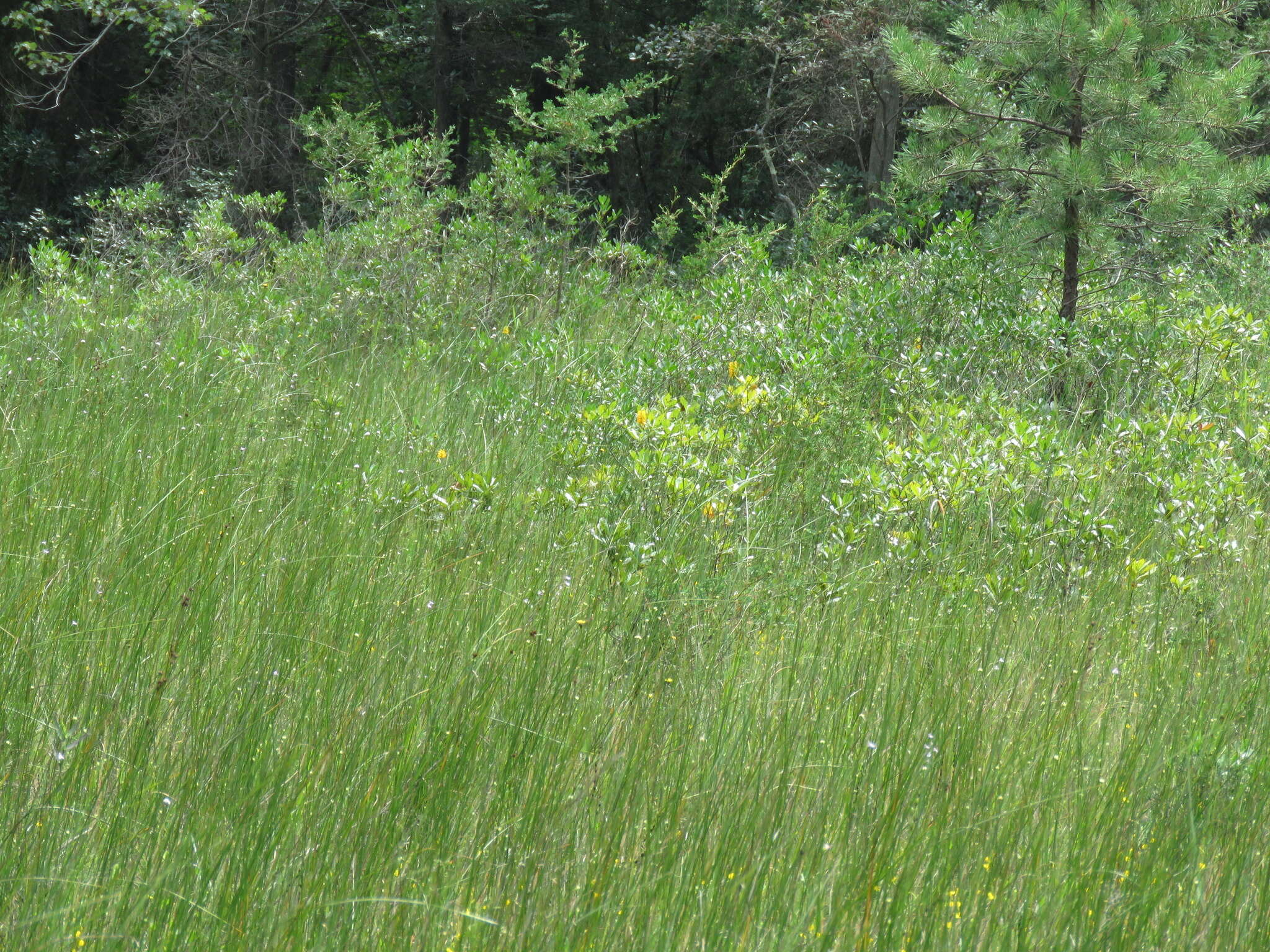 Platanthera integra (Nutt.) A. Gray ex L. C. Beck的圖片