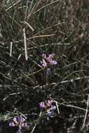 Image of Ephedra compacta Rose