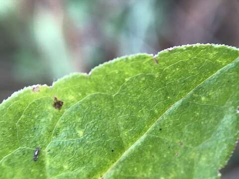 Image of Elliott's goldenrod