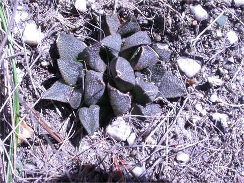 Image of Haworthia maraisii var. maraisii