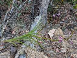 Image of Leafy hyacinth orchid