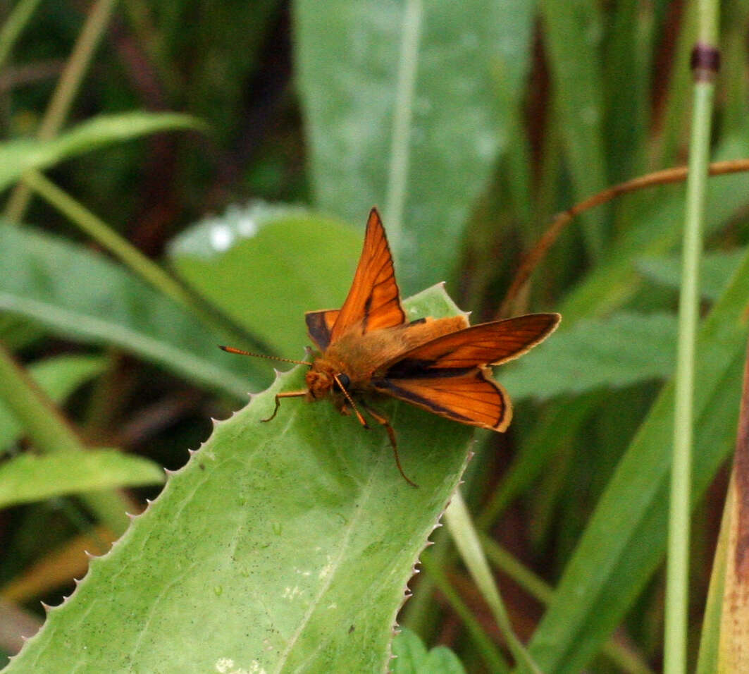 Ochlodes venata Bremer & Grey 1853 resmi