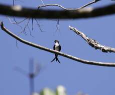 Image of Grey-rumped Treeswift