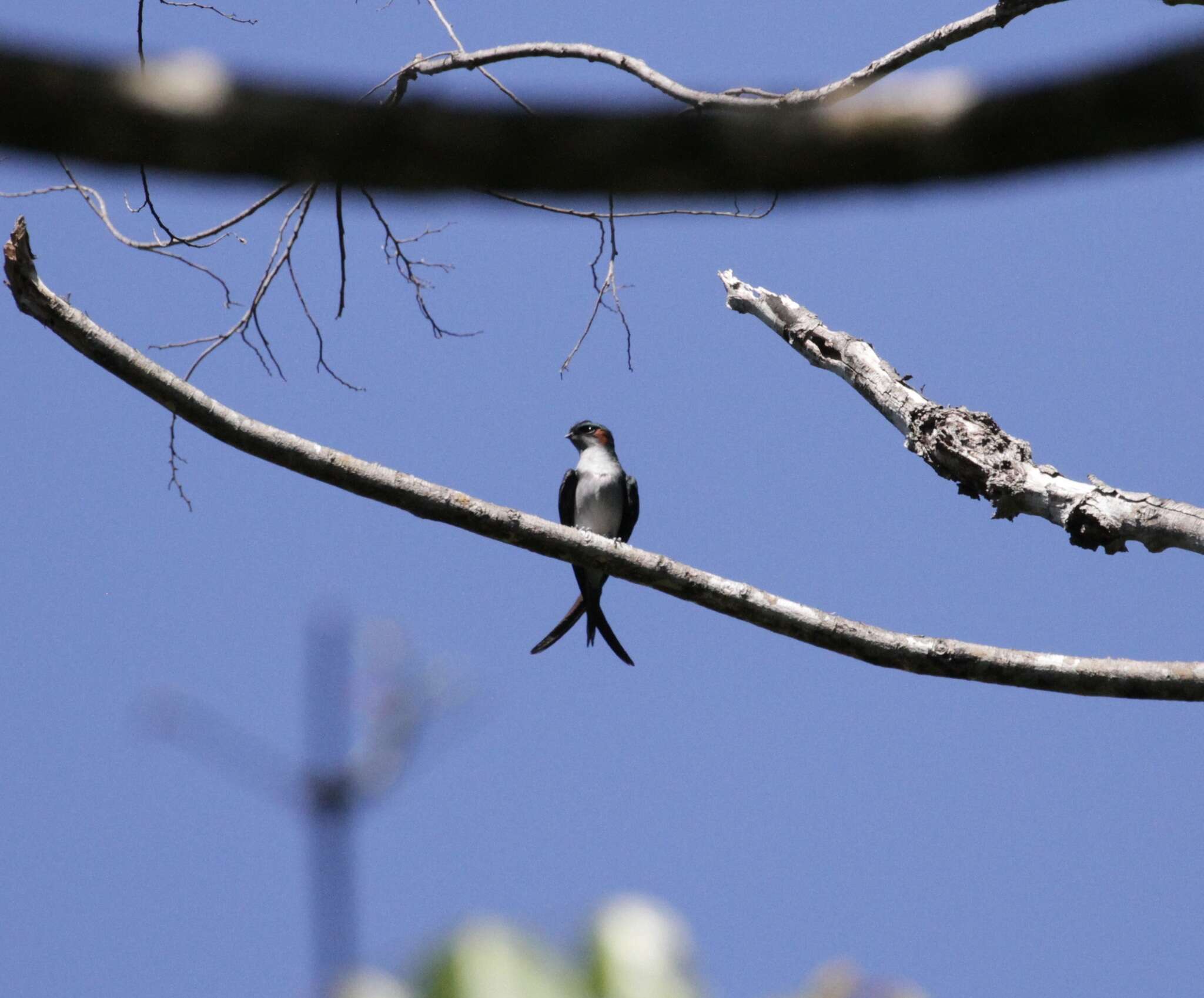 Image of Grey-rumped Treeswift