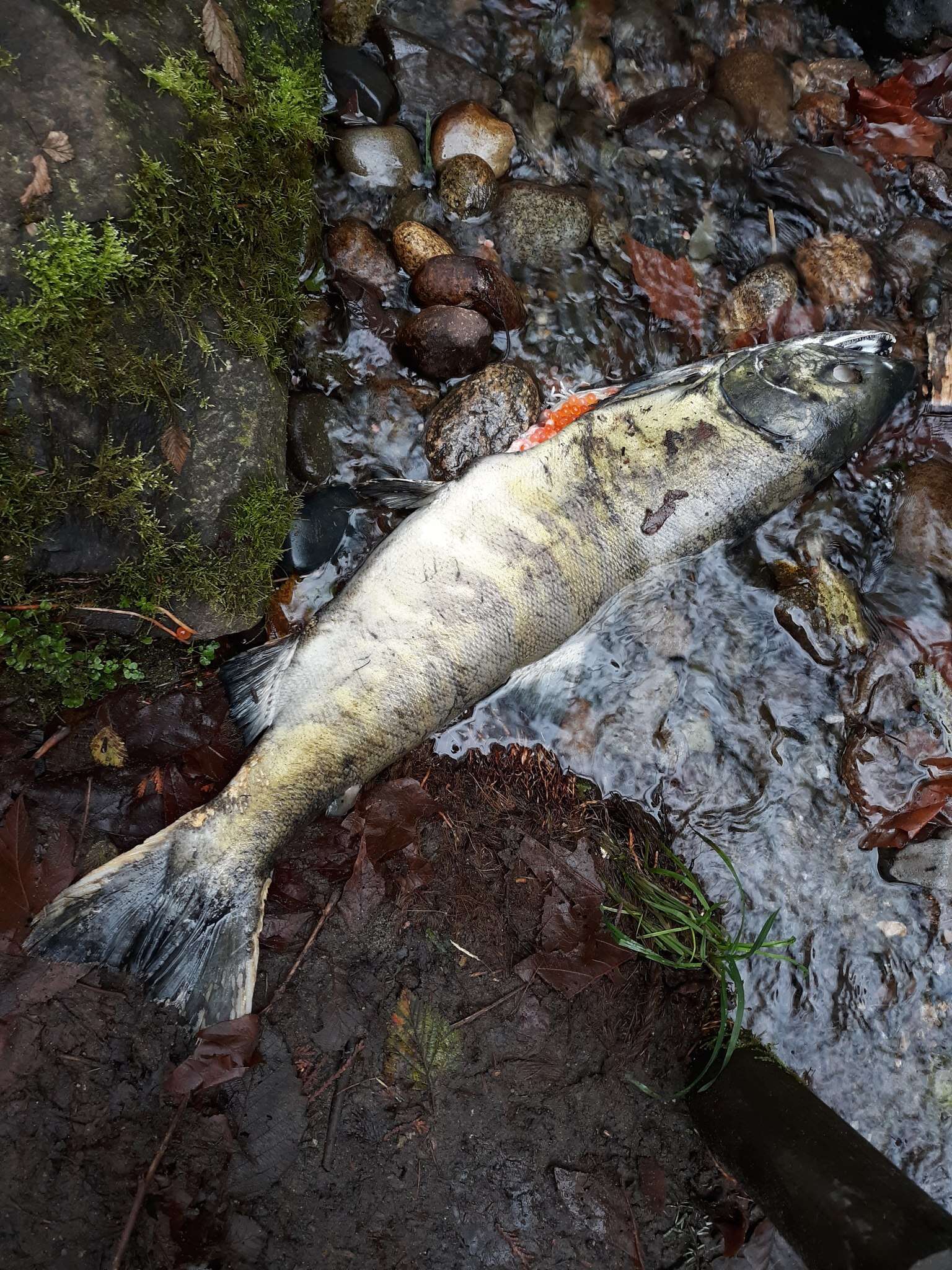 Image of Calico salmon