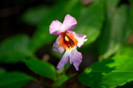 Imagem de Impatiens bonii Hook. fil.