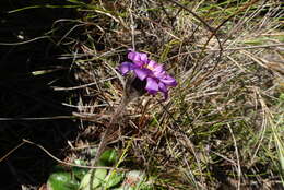 Image of Zyrphelis crenata (Thunb.) Kuntze