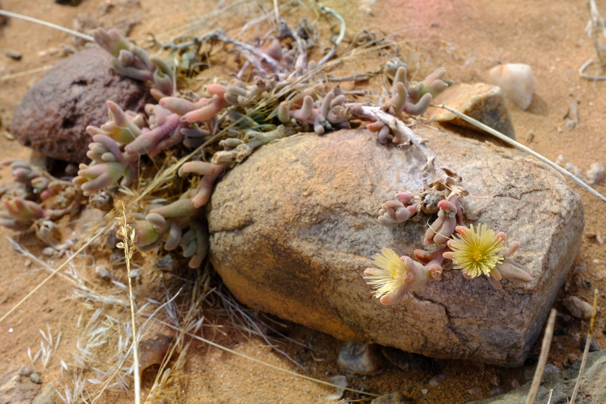 Image of Mesembryanthemum oculatum N. E. Brown