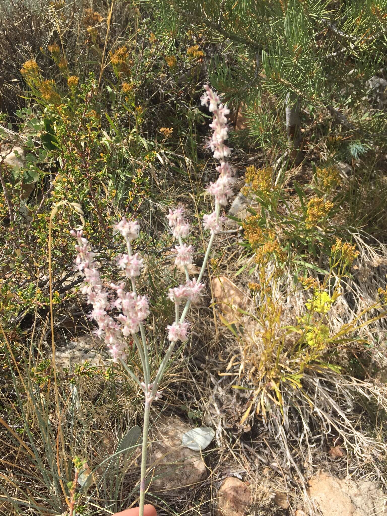 Image of redroot buckwheat