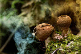 Imagem de Lycoperdon excipuliforme (Scop.) Pers. 1801