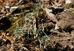 Image of branched draba