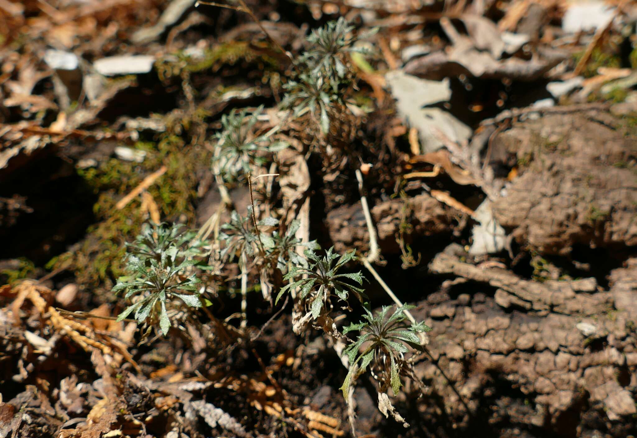 Image of branched draba