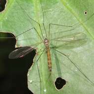 Imagem de Limnophilella delicatula (Hutton 1900)