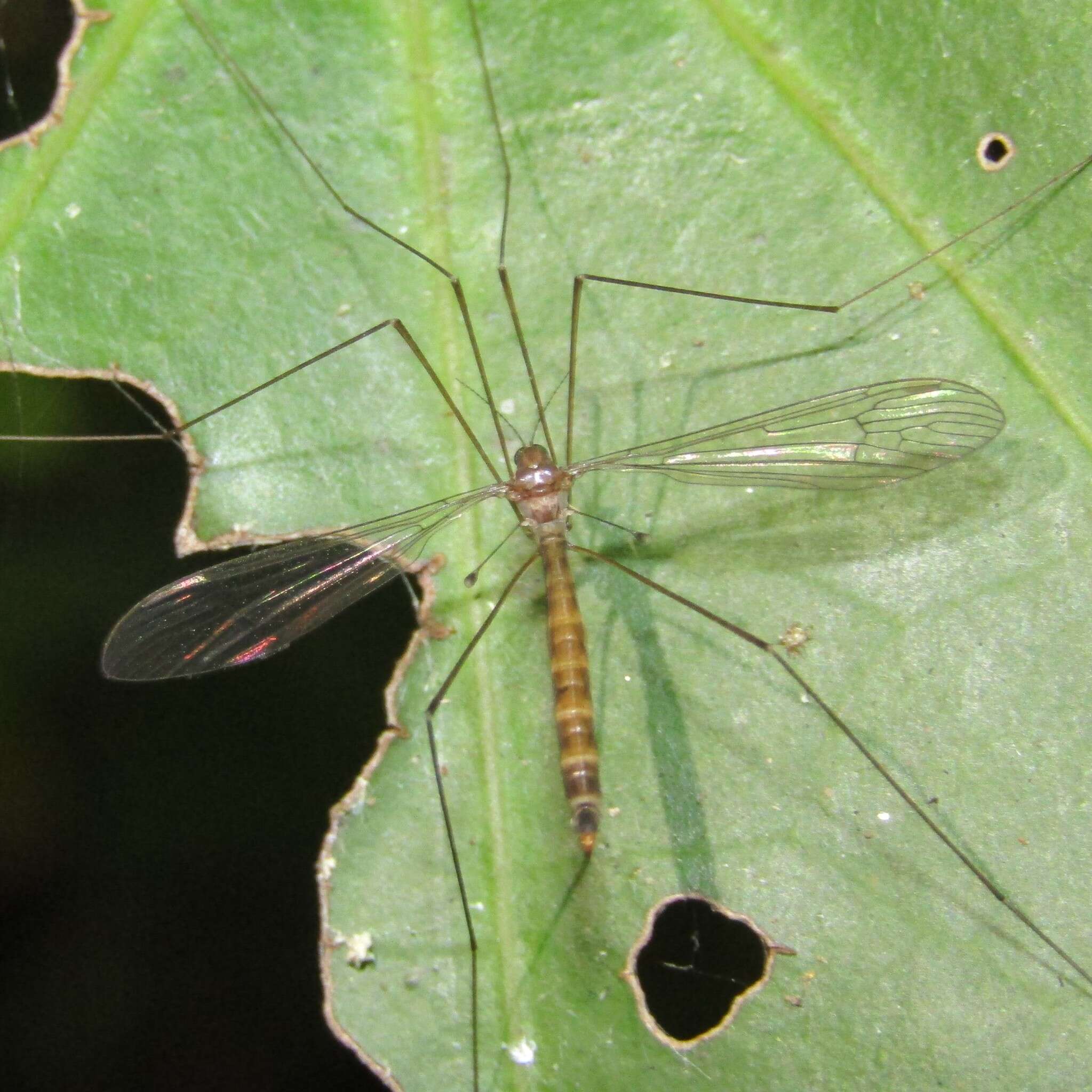 Image of Limnophilella delicatula (Hutton 1900)