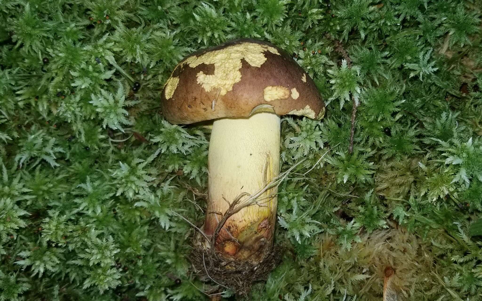 Image de Butyriboletus brunneus (Peck) D. Arora & J. L. Frank 2014