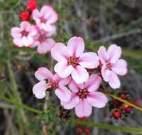 Image of Adenandra mundiifolia Eckl. & Zeyh.