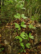 Image of Bamboo Cycad