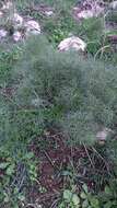 Image of Giant Fennel