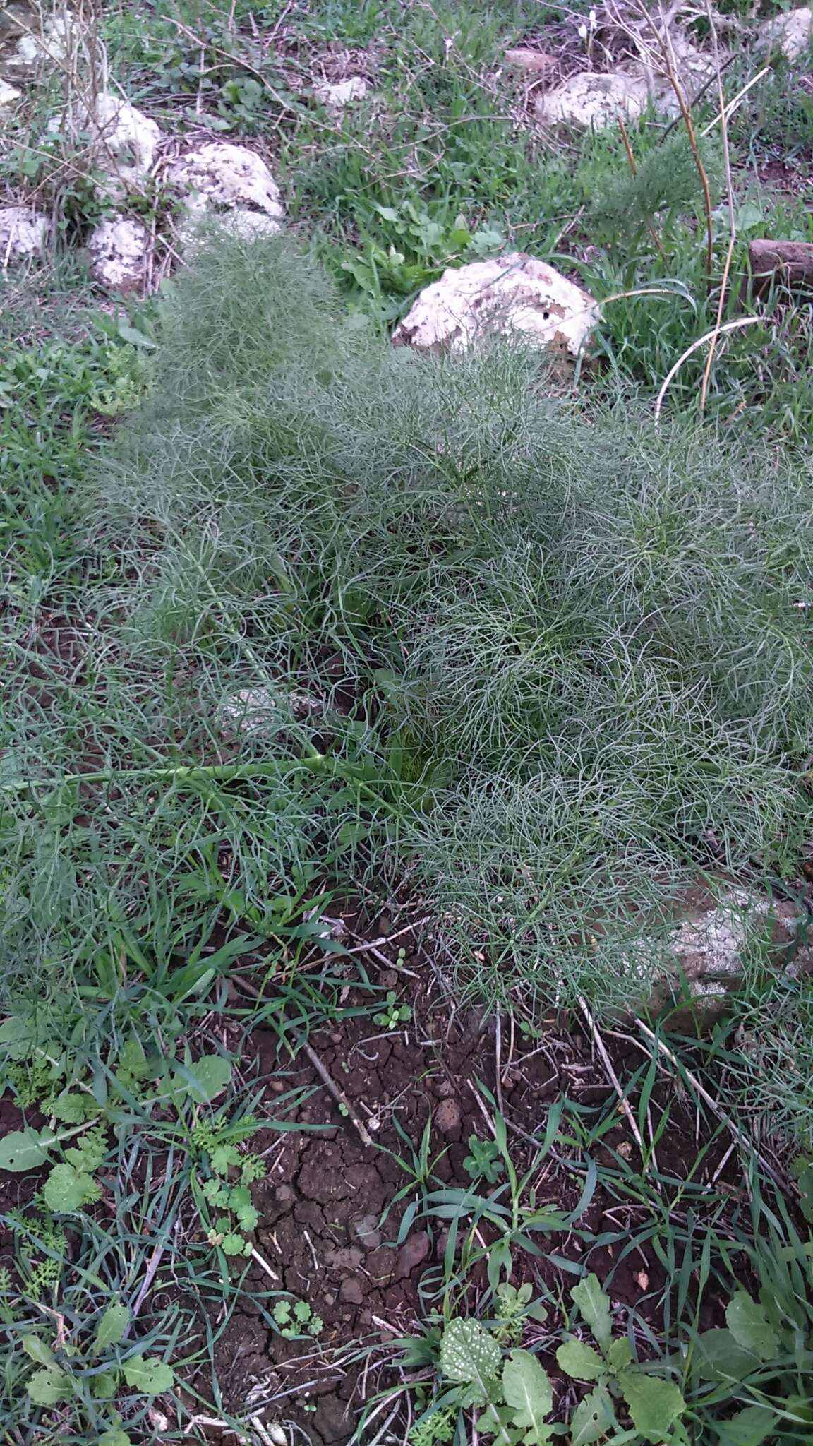 Image of Giant Fennel