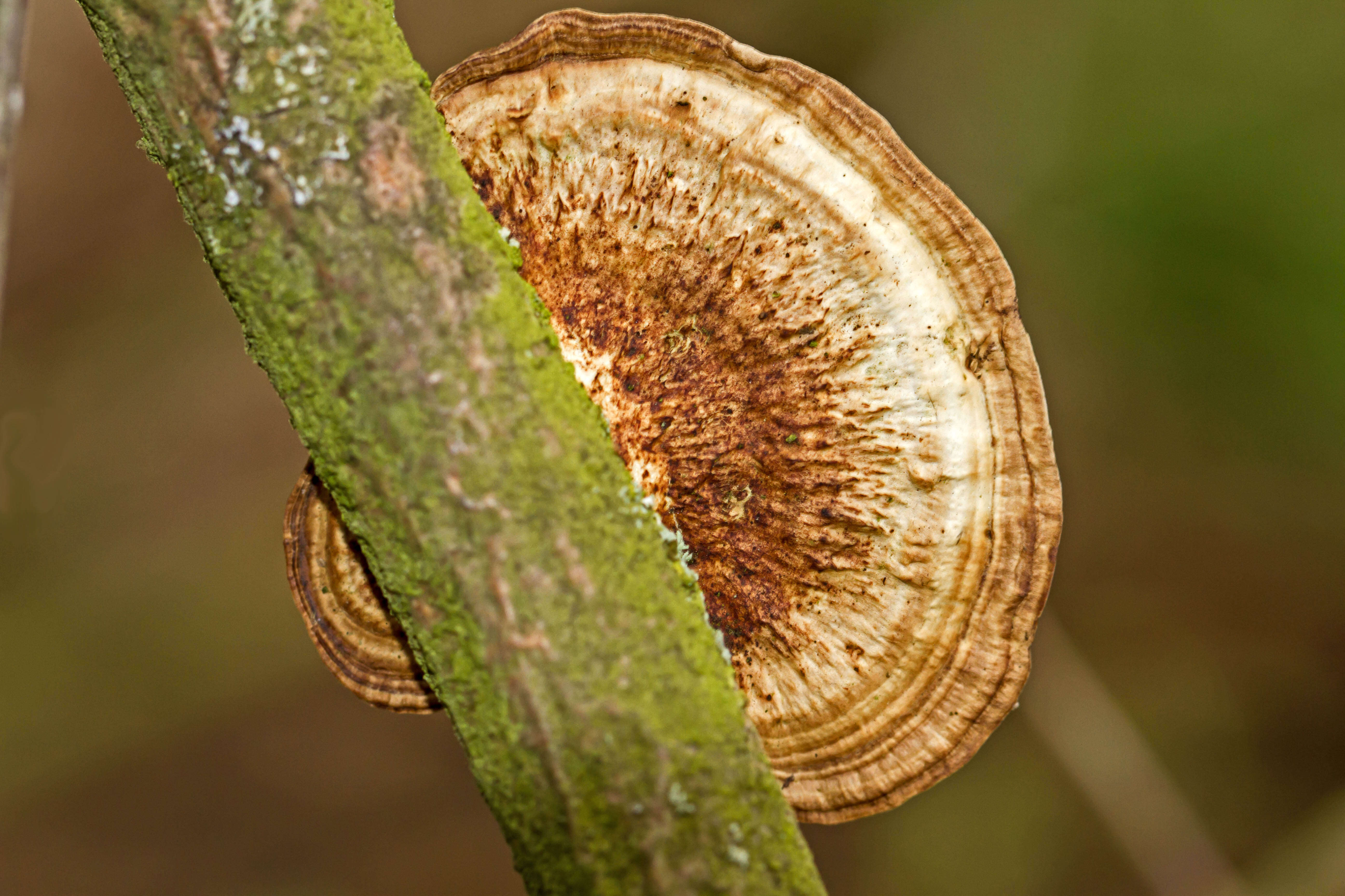 Image of Daedaleopsis confragosa (Bolton) J. Schröt. 1888