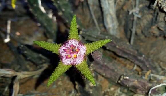 Image of Ceropegia flavopurpurea (Marloth) Bruyns