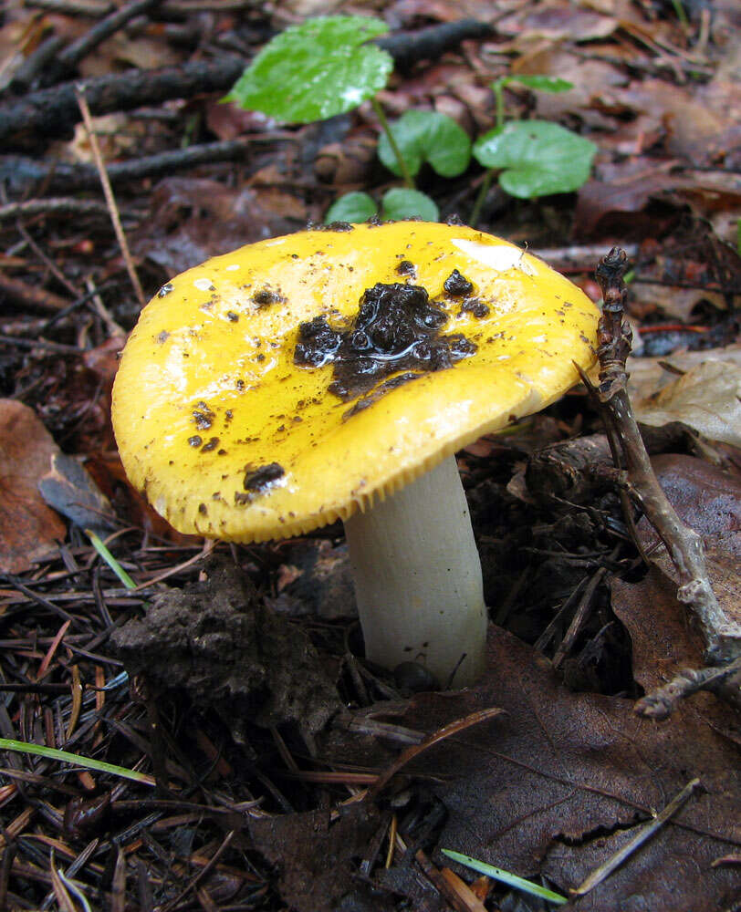 Image of yellow swamp brittlegill