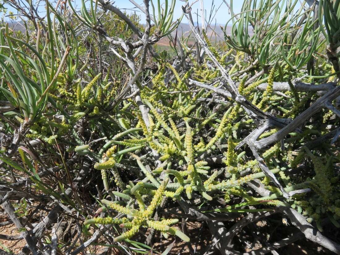 Image of Crassula muscosa L.